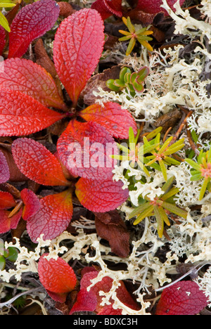 Detail der Tundrapflanzen im Herbst Farbe, Yukon Kanada Stockfoto