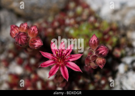 Cobweb Hauswurz (Sempervivum Arachnoideum), Blumen und Knospen, Hochgebirgs-Naturpark Zillertaler Alpen-Nationalpark, Ginzling, Stockfoto