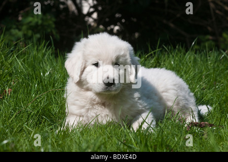 Polnischen Tatra Schäferhund, Owczarek Tatrzanski oder Owczarek Podhalanski Welpen liegen auf dem Rasen Stockfoto