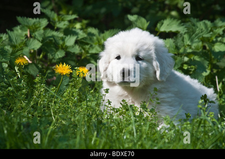 Polnischen Tatra Schäferhund, Owczarek Tatrzanski oder Owczarek Podhalanski Welpen liegen auf dem Rasen Stockfoto