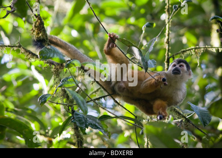Männliche mittelamerikanischen Totenkopfaffen, Saimiri Oerstedii, Futter für Obst. Dies ist eine vom Aussterben bedrohte Arten. Stockfoto