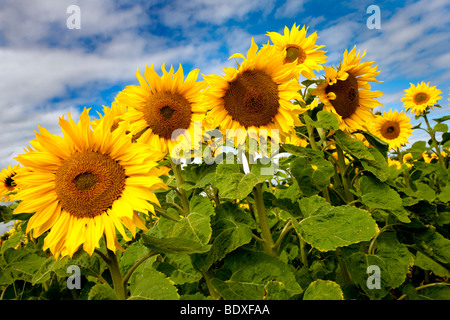 Feld von Sonnenblumen in der Nähe von Hartleppol Tees Valley Stockfoto