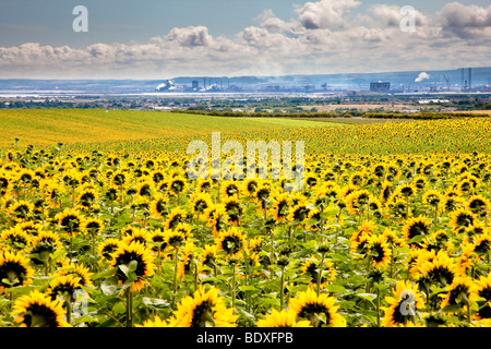 Feld von Sonnenblumen in der Nähe von Hartlepool Tees Valley Stockfoto