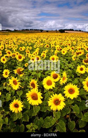 Feld von Sonnenblumen in der Nähe von Hartleppol Tees Valley Stockfoto