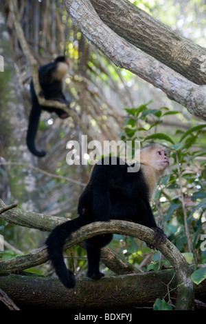 Gruppe von gescheckte Kapuziner-Affen, Cebus Capucinus. Fotografiert in Costa Rica. Stockfoto