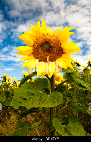 Sonnenblumenfeld in der Nähe von Hartleppol Tees Valley Stockfoto