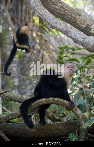 Gruppe von gescheckte Kapuziner-Affen, Cebus Capucinus. Fotografiert in Costa Rica. Stockfoto