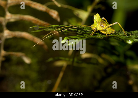 Eine gut getarnte Grashuepfer Bestellung Orthopteren, Familie Tettigoniidae. Fotografiert in Costa Rica. Stockfoto