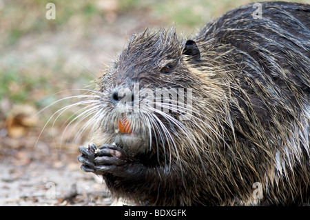 Nutrias Stockfoto