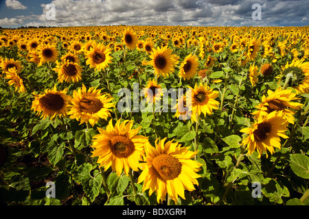 Feld von Sonnenblumen in der Nähe von Hartlepool Tees Valley Stockfoto