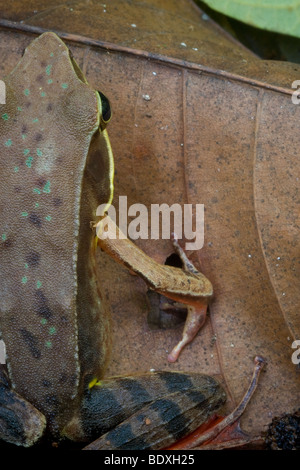 Ein brillante Wald Frosch (a.k.a., Warszewitschs Frosch, Rana Warszewitschii) thront auf ein totes Blatt. Fotografiert in Costa Rica. Stockfoto