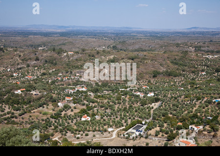 Alto - Alentejo Landschaft im Sommer mit den typischen Olivenbaum Hainen. Castelo de Vide, Portalegre District, Portugal. Stockfoto