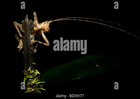 Grashuepfer, Bestellung Orthopteren, Familie Tettigoniidae. Fotografiert in Costa Rica. Stockfoto