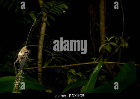 Grashuepfer, Bestellung Orthopteren, Familie Tettigoniidae. Fotografiert in Costa Rica. Stockfoto