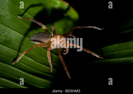 Tropische Spinne auf einem Blatt. Fotografiert in Costa Rica. Stockfoto