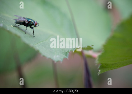 Eine grüne Flasche Fliege. Ordnung Diptera, Familie Calliphoridae, thront auf einem Blatt. Stockfoto