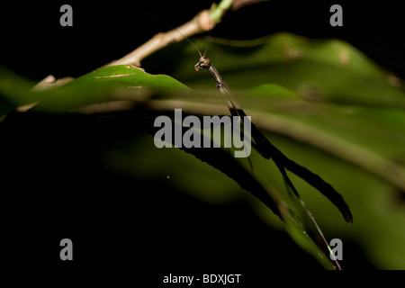 Tropisch beten Gottesanbeterin, Mantodea, in den Nebelwald von Monteverde, Costa Rica zu bestellen. Stockfoto