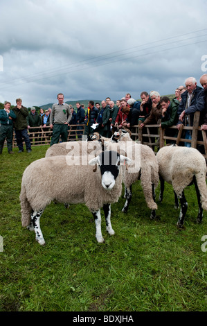 Swaledale Mutterschafe werden bei Muker Show zeigte. North Yorkshire Stockfoto