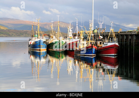 Fischereiflotte in Ullapool, Schottland Stockfoto