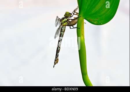 Südlichen Hawker oder blaue Darner (Aeshna Cyanea), geschlüpfte frisch Larve Haut Stockfoto