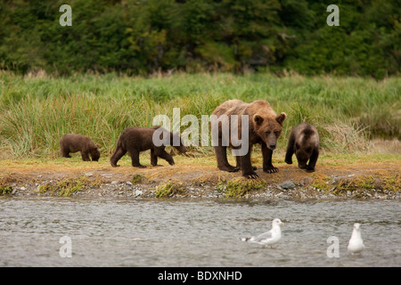 Grizzly Sau Wandern in Grasgrün mit drei jungen in Geographic Bay Katmai Nationalpark, Alaska Stockfoto