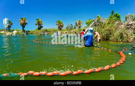 Israel, Coastal Plains, Kibbuz Maagan Michael, Ernte Fisch aus einer intensiven wachsenden pool Stockfoto