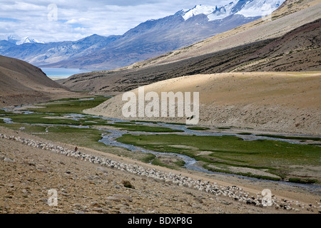 Khampa Nomaden und ihre Herde von Ziegen. Rupsu Tal. In der Nähe von Tso Moriri See. Ladakh. Indien Stockfoto