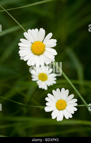 Geruchlos Mayweed Blumen Stockfoto