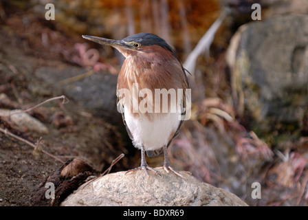 Reiher (Butorides Virescens), Green Living Desert Park, Palm Desert, Südkalifornien, USA Stockfoto