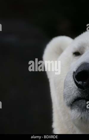 Eisbär Ursus maritimus Stockfoto