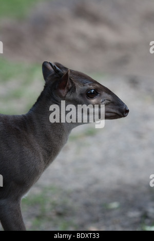 Blauer Duiker (Philantomba Monticola) Stockfoto