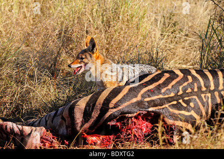 Black-backed Schakal oder Silber-backed Jackal (Canis Mesomelas) an ein Zebra Karkasse, Madikwe Game Reserve, Südafrika, Afrika Stockfoto