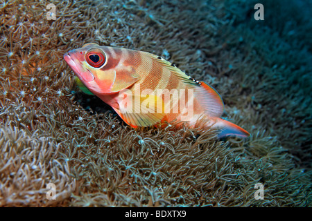 Schwarzspitzen-Zackenbarsch (Epinephelus Fasciatus) liegt auf Xenia Korallen, Fische, Porträt, Bali, Insel, kleinen Sunda-Inseln, Bali Meer, Ind Stockfoto