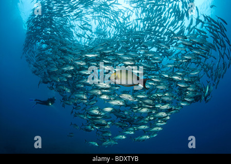 Fischschwarm von Bigeye Stachelmakrelen, (Caranx Sexfasciatus), Taucher, Fische, Tulamben, Bali Meer, Indischer Ozean, Bali, Indonesien Stockfoto