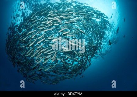 Fischschwarm von Bigeye Stachelmakrelen, (Caranx Sexfasciatus), Taucher, Fische, Tulamben, Bali Meer, Indischer Ozean, Bali, Indonesien Stockfoto