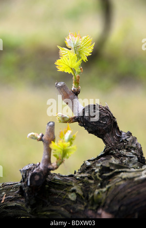 Weinblätter platzen ins Leben im zeitigen Frühjahr, im Val di Merse, Tuscany Stockfoto