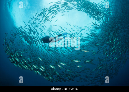 Fischschwarm von Bigeye Stachelmakrelen, (Caranx Sexfasciatus), Taucher, Fische, Tulamben, Bali Meer, Indischer Ozean, Bali, Indonesien Stockfoto