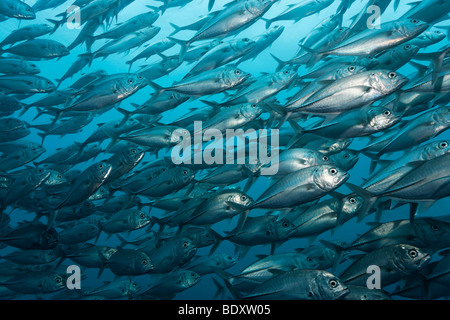 Fischschwarm von Bigeye Stachelmakrelen (Caranx Sexfasciatus), Fisch, Tulamben, Bali Meer, Indischer Ozean, Bali, Indonesien Stockfoto