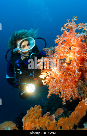 Taucher mit Fackel Blick auf eine weiche Koralle (Dendronephthya Klunzingeri), Korallen, Bali, Insel, Lesser Sunda-Inseln, Bali Meer, Ind Stockfoto