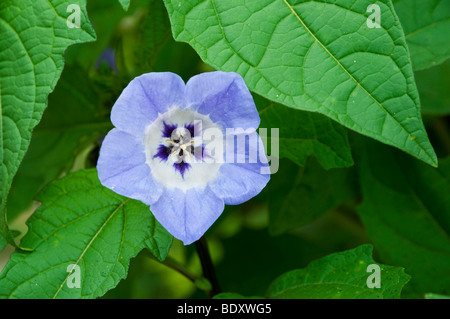 Eine Nahaufnahme von der Shoo fly Blume im englischen Garten in Winnipeg, Manitoba, Kanada. Stockfoto