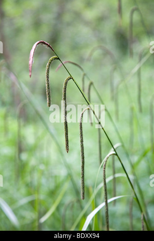 hängende Segge; Carex Pendel Stockfoto