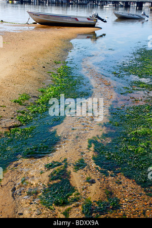 Boote auf Cape Cod Bay bei Ebbe. Stockfoto