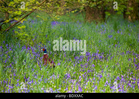 Fasan; Phasianus Colchicus; männlich in Glockenblumen; Cornwall Stockfoto