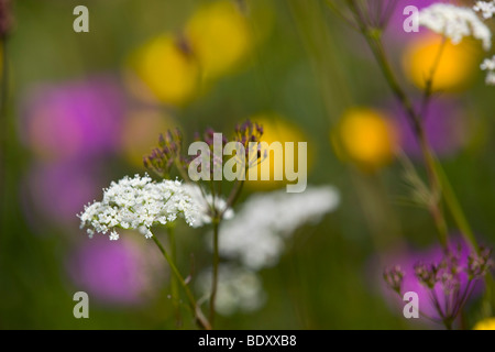 Pignut; Conopodium Majus; in Wiese; Cornwall Stockfoto