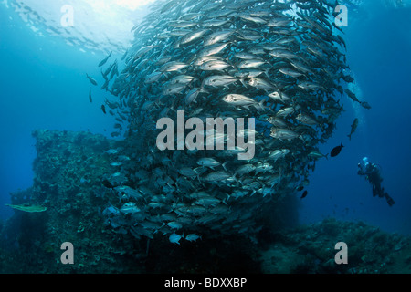 Schwimmen über den Liberty Wrack, Untiefe Bigeye Stachelmakrelen (Caranx Sexfasciatus), Fisch, Taucher, Tulamben, Bali, Indonesien, Indi Stockfoto