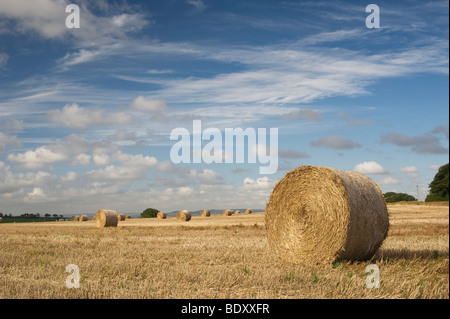 Strohballen auf einem Feld bei der Ernte in der englischen Landschaft Stockfoto