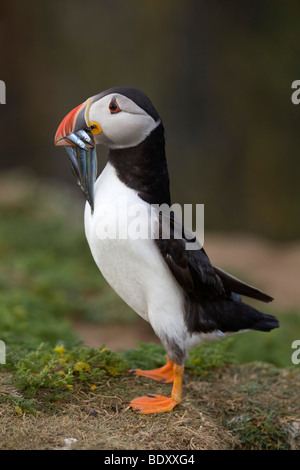 Papageientaucher; Fratercula Arctica; Sandaale tragen; Skomer; Wales Stockfoto