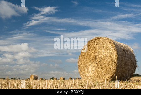 Strohballen auf einem Feld bei der Ernte in der englischen Landschaft Stockfoto