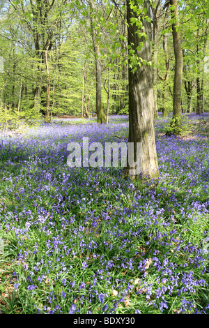 Die Glockenblumen am alten Simm Wäldchen auf den North Downs zwischen Effingham und Gomshall in der Nähe von Dorking, Surrey, England, UK. Stockfoto