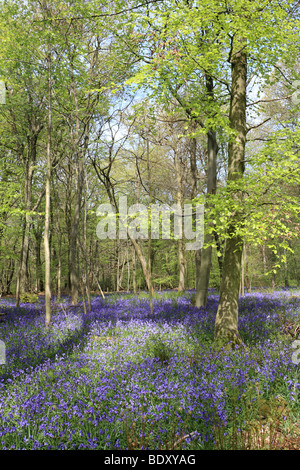 Die Glockenblumen am alten Simm Wäldchen auf den North Downs zwischen Effingham und Gomshall in der Nähe von Dorking, Surrey, England, UK. Stockfoto